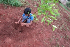 jagriti-plantation-1