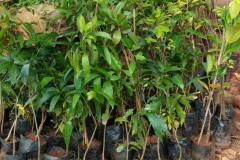 school-plants-1 school-plants-1