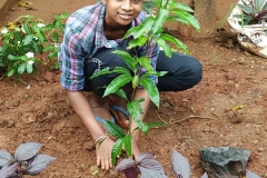 sumitra-plantation-2 sumitra-plantation-2