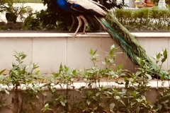 IMG-20190706-WA0024