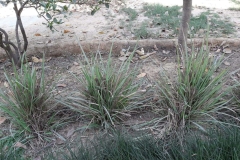 Herbs_10