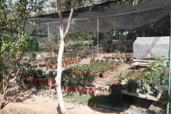 Herbs_11