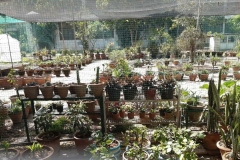 Herbs_12