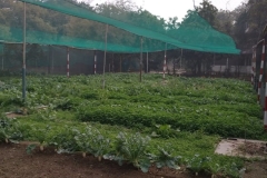 Herbs_24
