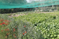 Herbs_5