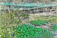 Herbs_6