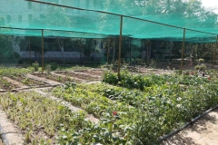 Herbs_7