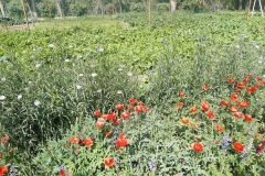Herbs_8